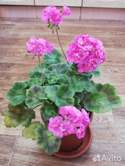 Пеларгония герань