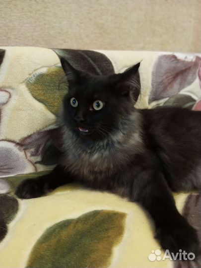 Кошка, ответственному человеку