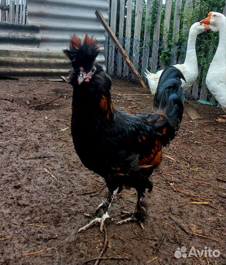 Петушки,селезень индоутки