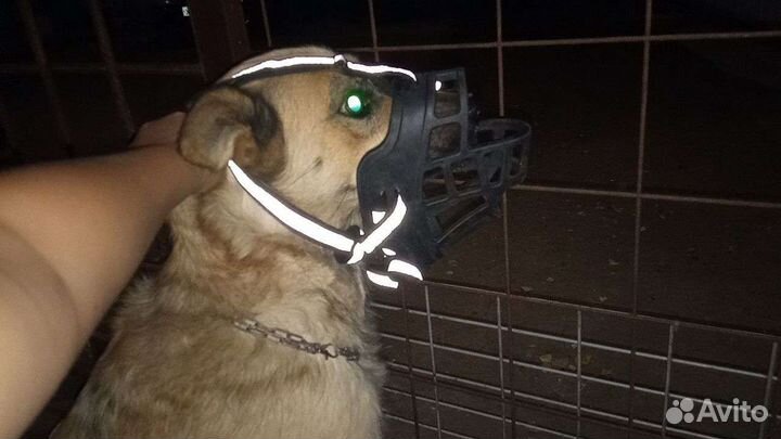 Намордник для собак