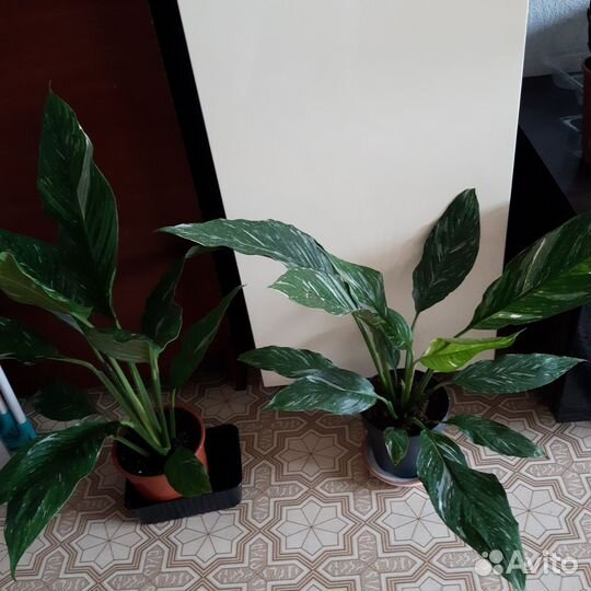 Спатифиллум Диамант и Сильвер Купидо