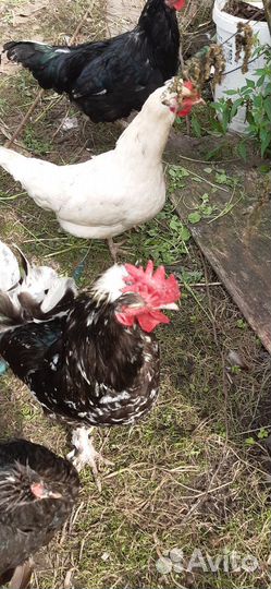 Куры петухи
