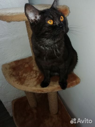 Кошечка в добрые руки