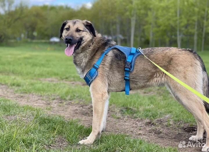 Улыбательный пёс из приюта