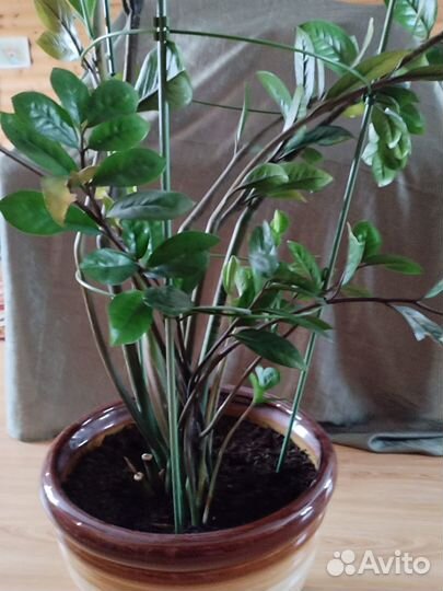Замиокулькас, драцена, сансевиерия