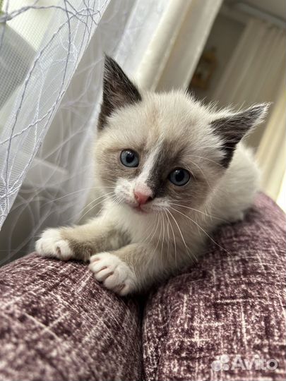 Котята в добрые ручки