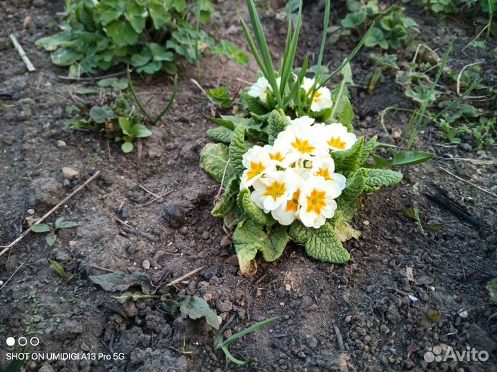 Растения, цветы