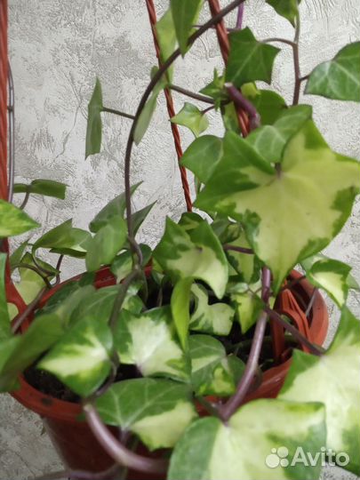 Традисканции