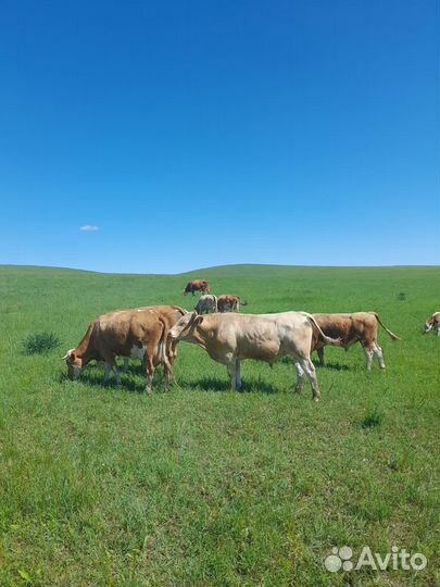 Продам быка