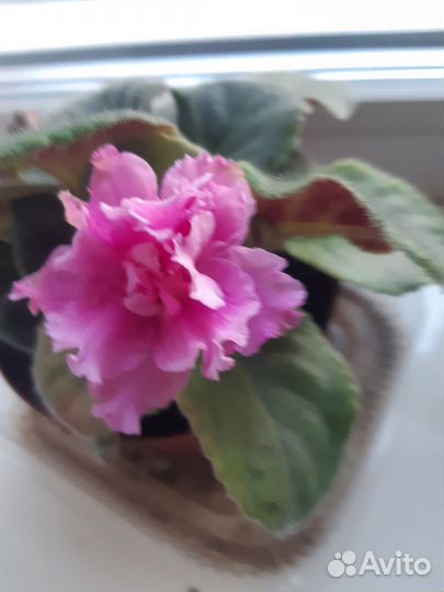 Фиалка в горшках