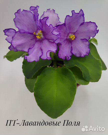 Сортовые фиалки