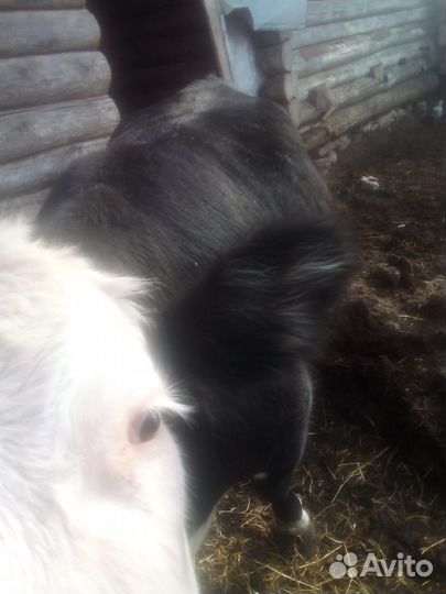 Корова телка