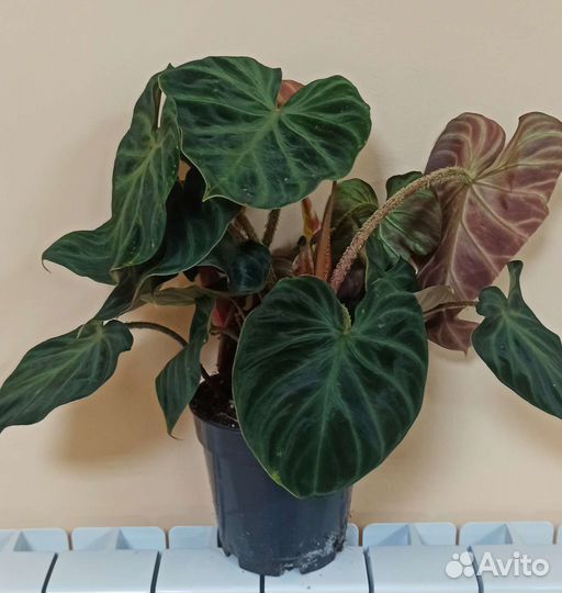 Филодендрон бородавчатый