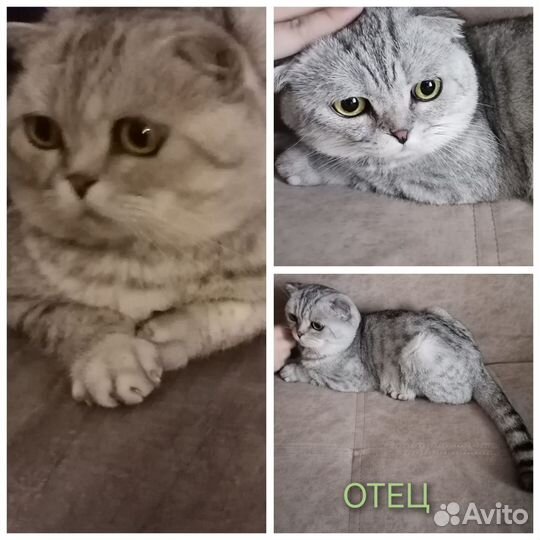 Шотландская девочка