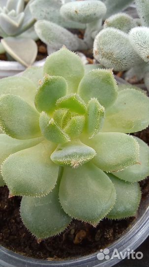 Суккуленты