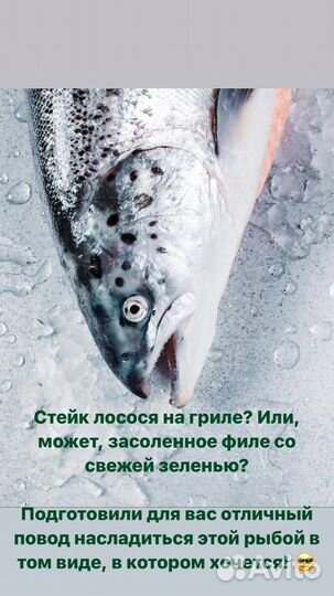Семга