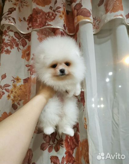 Девочка шпиц