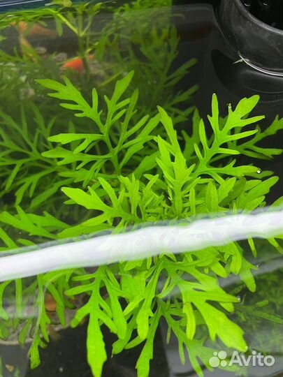 Аквариумные растения - Гигрофила синема