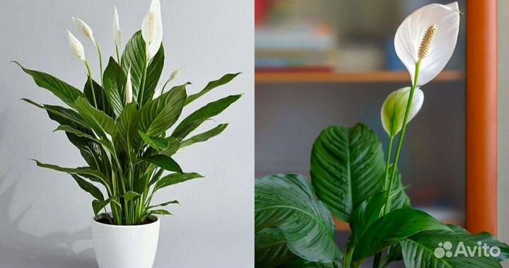 Спатифиллум
