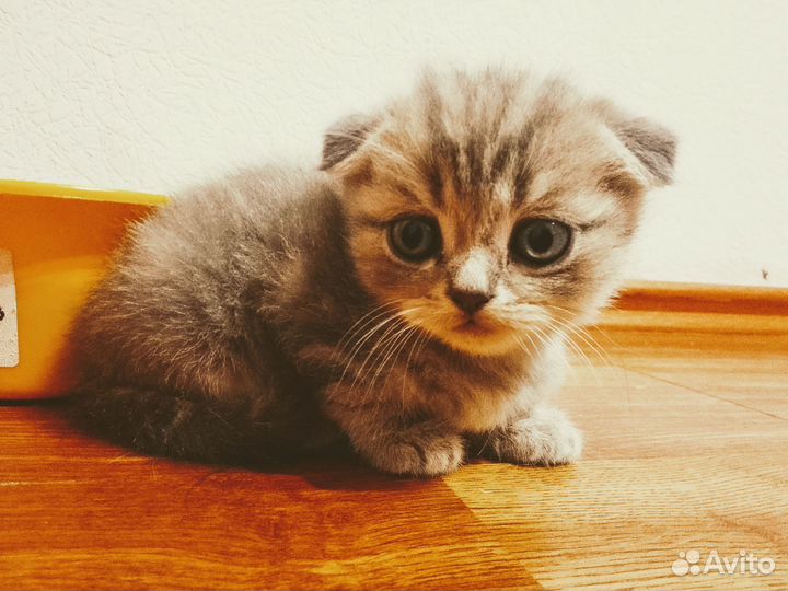 Шотландские котята