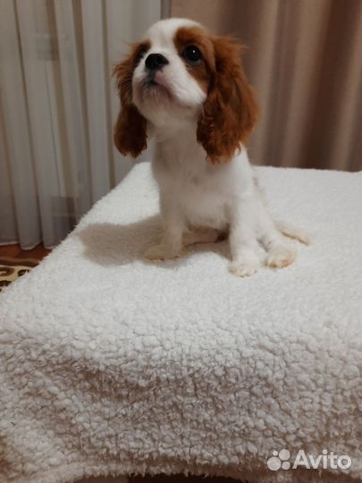 Кавалер кинг чарльз спаниель