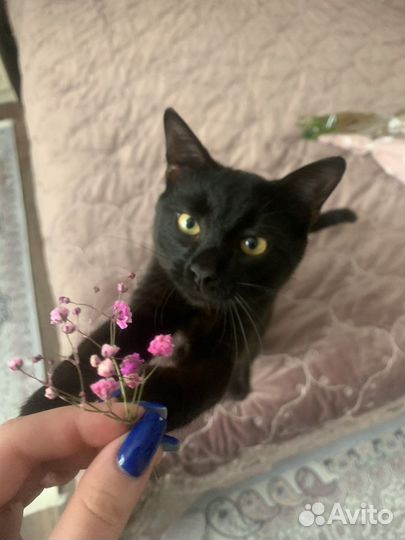 Кот вязка