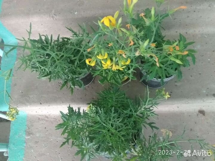 Платицериум-оленьи рога