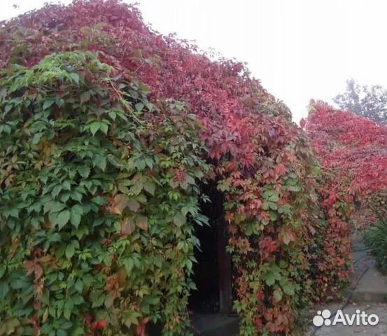 Девичий виноград