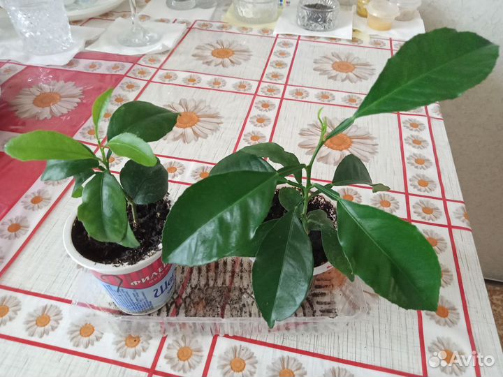 Апельсины из Афона 25 см, Готовили под привив