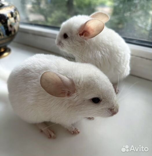 Шиншиллы