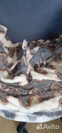 Продам кошечку Сфинкса 2.5 месяца