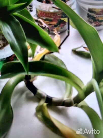 Лечебные растения