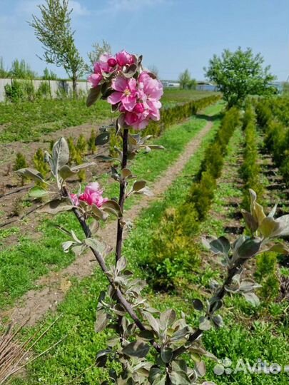 Яблоня Ред Кети