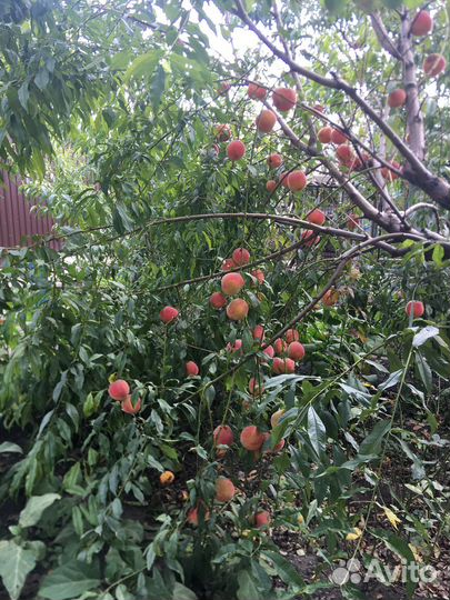 Кусты роз и персиковые деревья