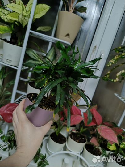 Комнатные растения