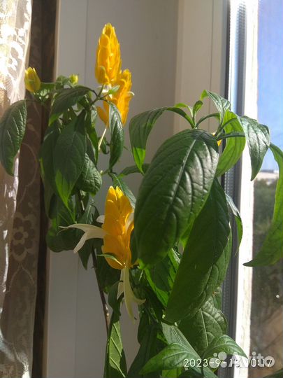 Пахистасис