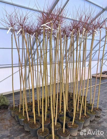 Ива Хакура Нишики штамб 100-200 см