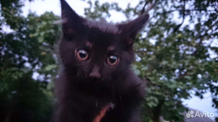 Котята мальчики ищут дом