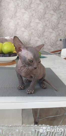 Донской сфинкс