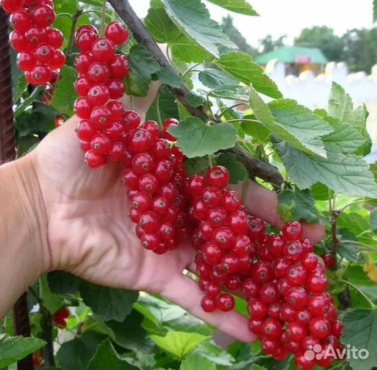 Красной смородины саженцы