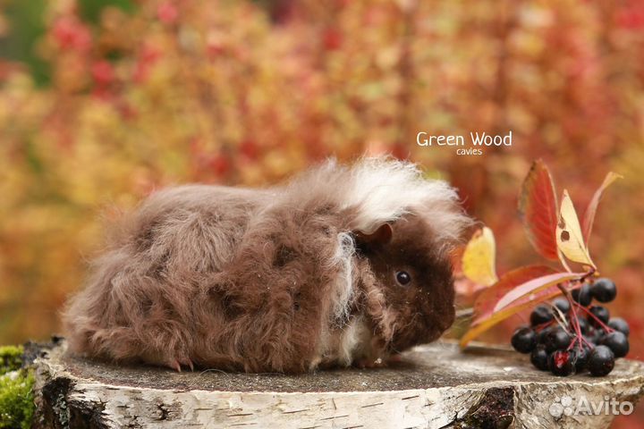 Перуанские морские свинки