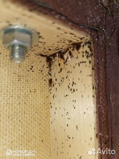 Уничтожение любых насекомых. Клопы, тараканы и т.д