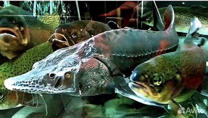 Товарная живая рыба