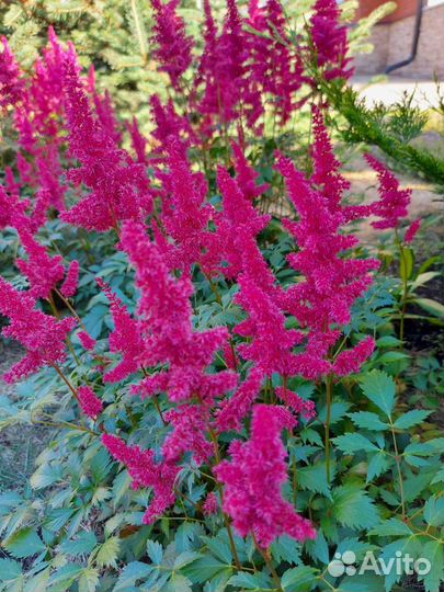 Астильба красная, махровая и др