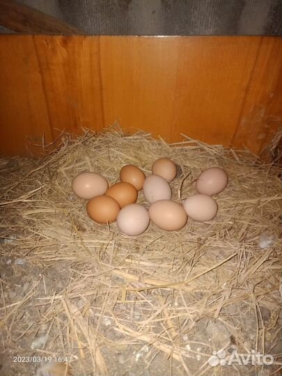 Цыплята несушки