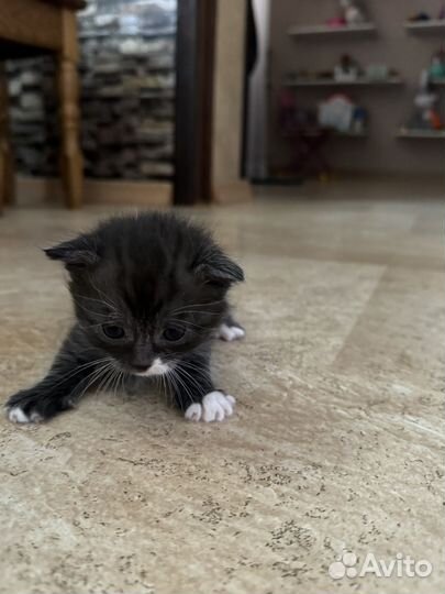 Котята в добрые руки даром девочка