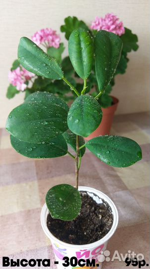 Фикусы микрокапра (моклейм) мокламе