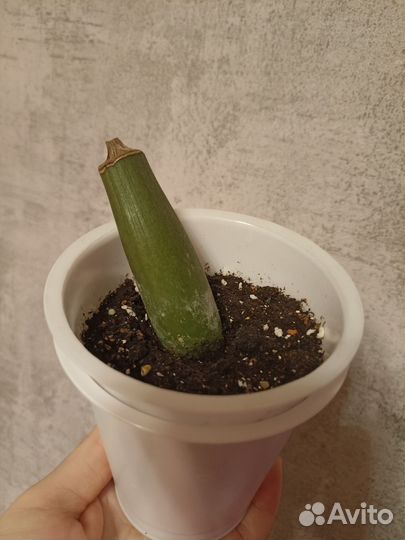 Замиакулькас зелёный