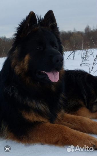 Немецкая овчарка вязка