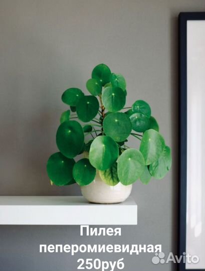 Разные комнатные растения